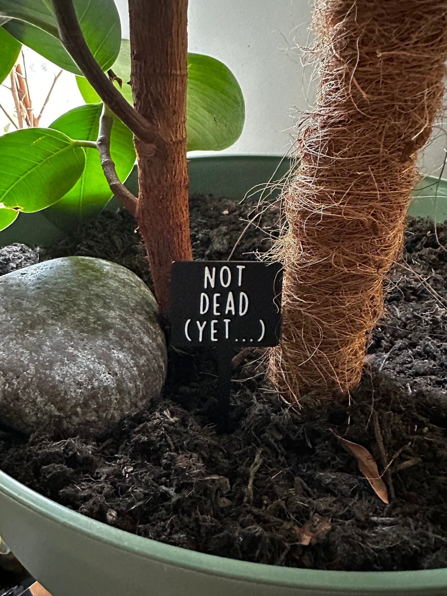 Funny plant pun signs