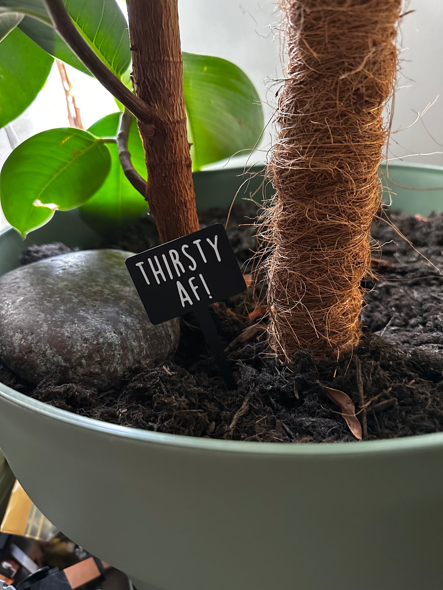 Funny plant pun signs