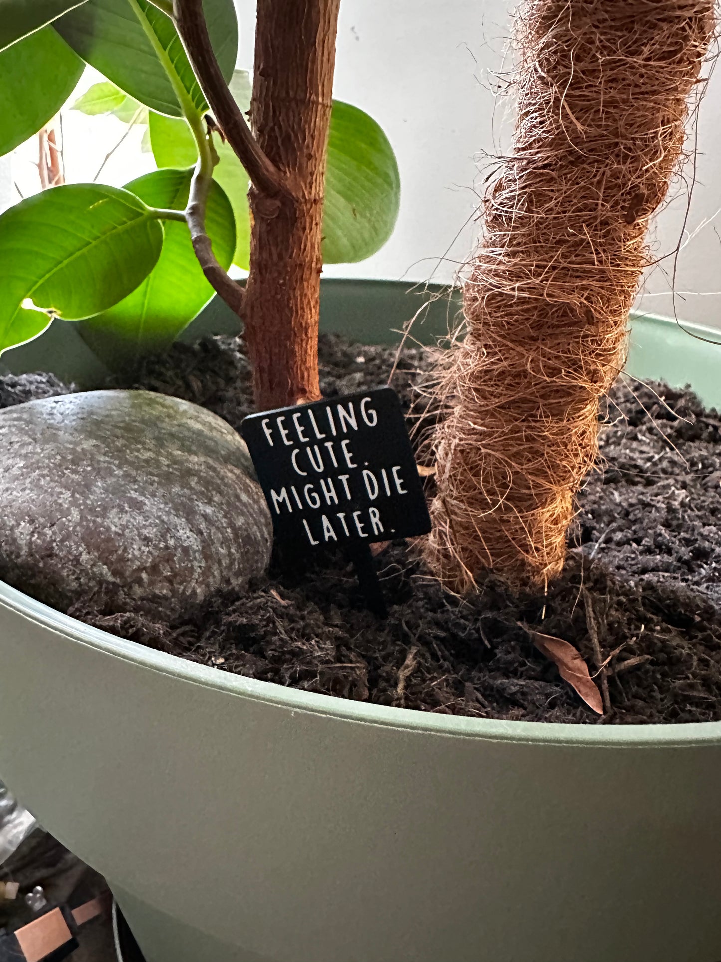 Funny plant pun signs