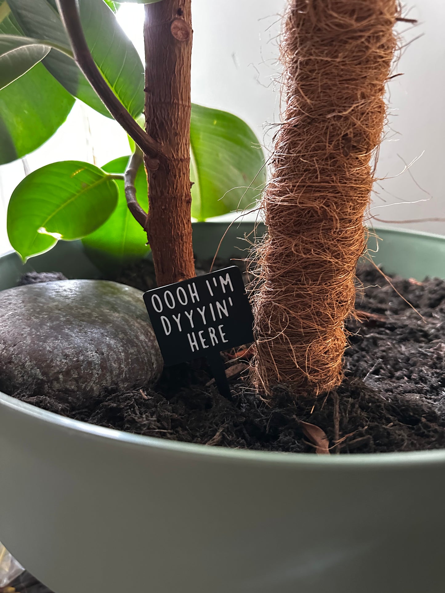 Funny plant pun signs