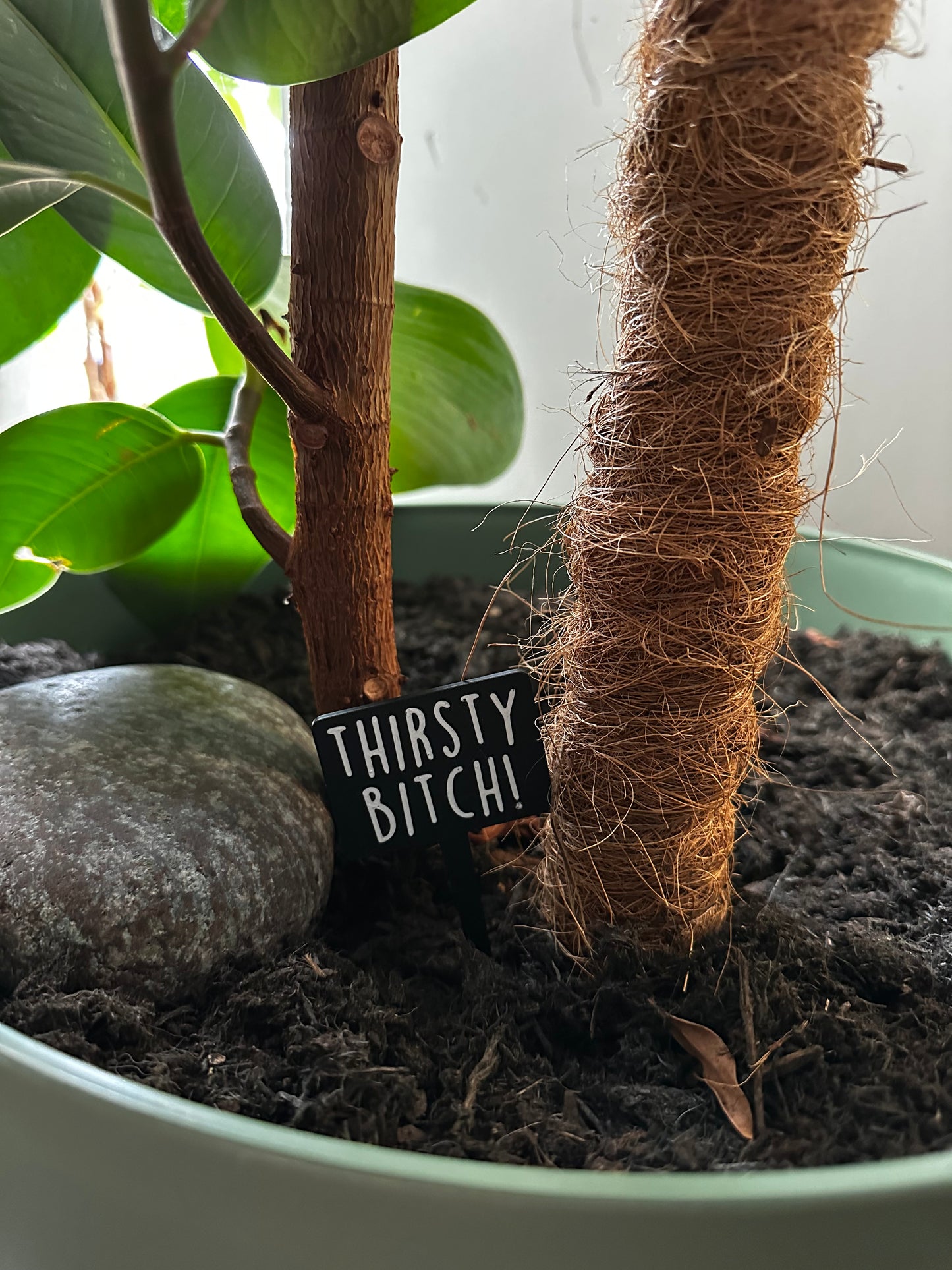 Funny plant pun signs