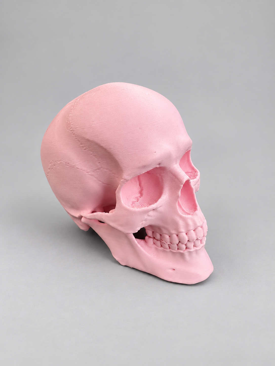 Anatomical skull ornament in Baby Pink on a soft grey studio background