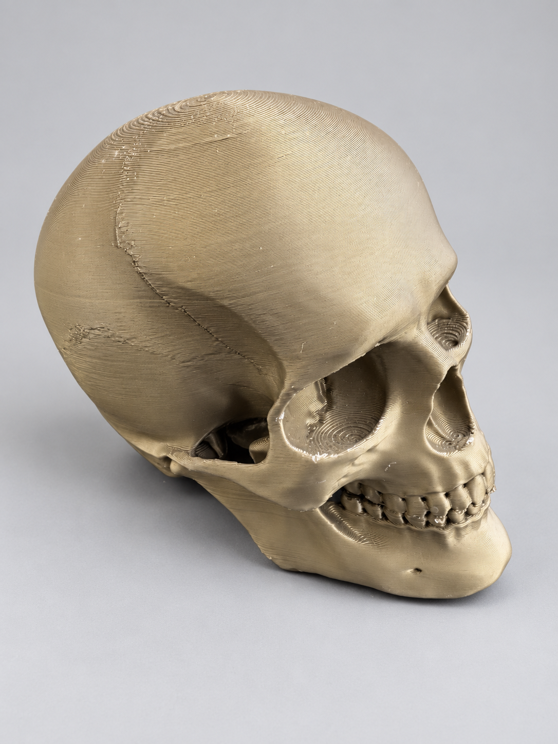 Anatomical skull ornament in Bronze on a soft grey studio background
