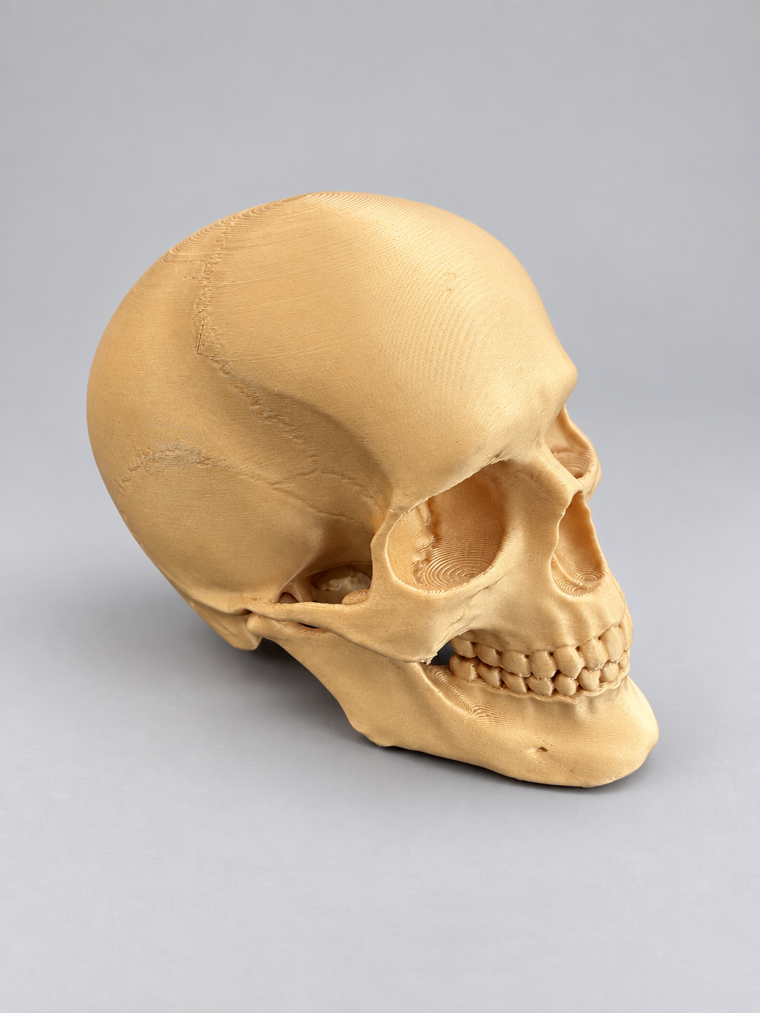 Anatomical skull ornament in Gold on a soft grey studio background