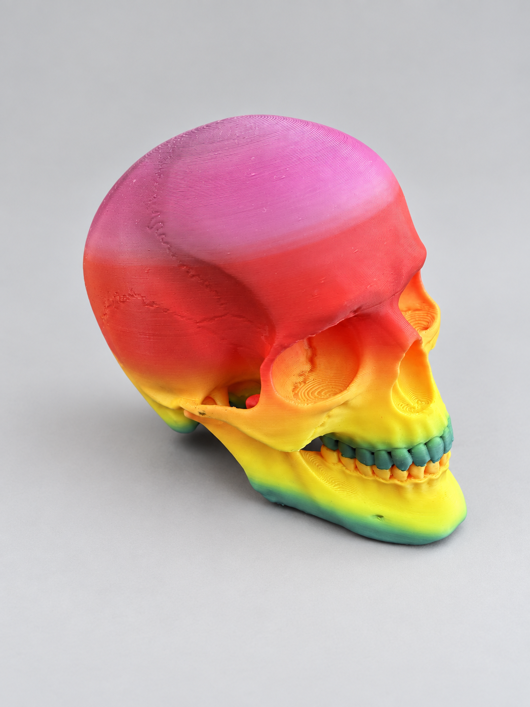 Anatomical skull ornament in Rainbow on a soft grey studio background