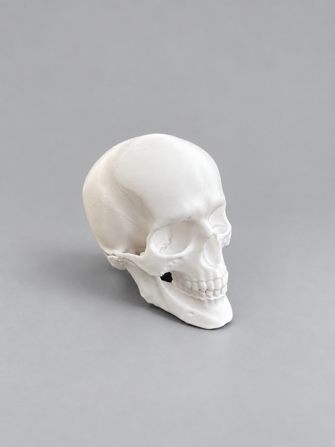 Anatomical skull ornament in White on a soft grey studio background