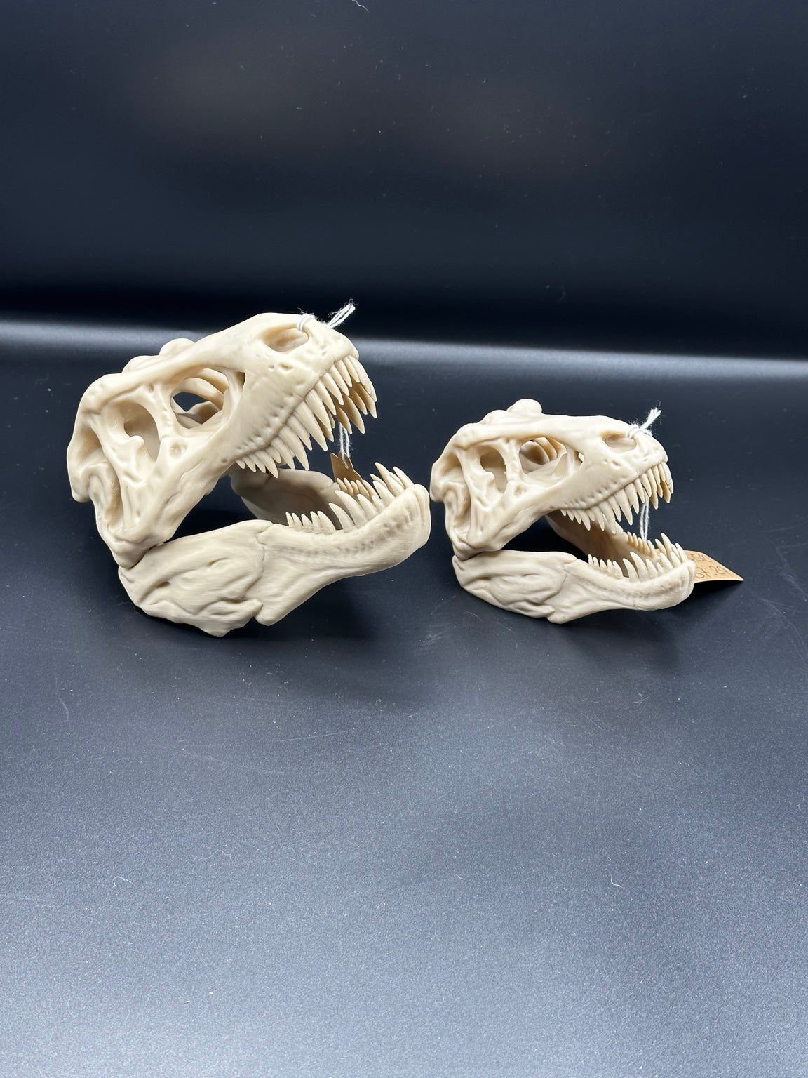 Side view of large and small T-Rex skull ornaments