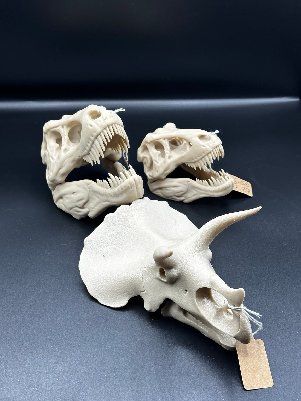 Triceratops skull ornament beside small and large T-Rex skulls